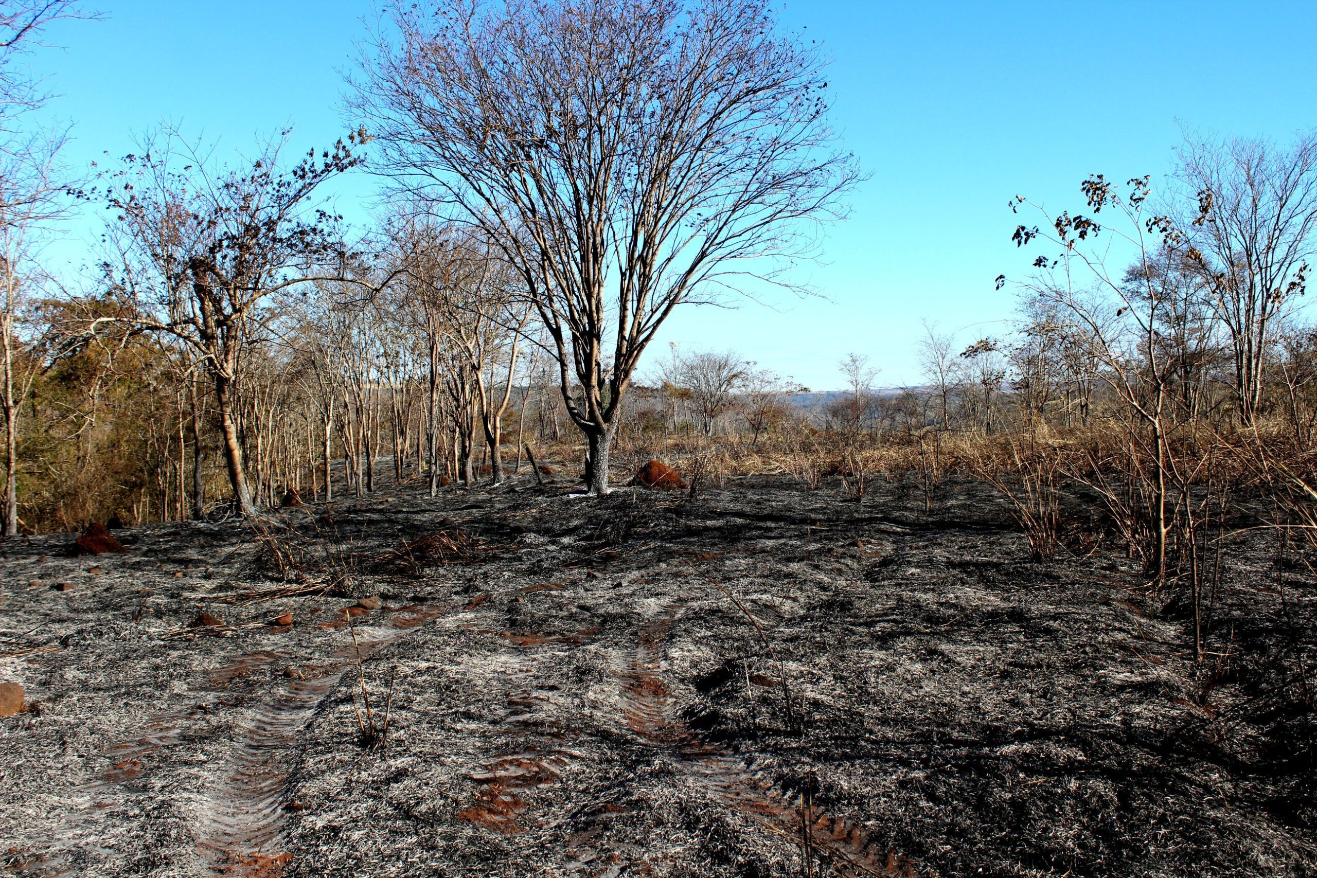 Parque do Pau Furado ainda tem reflexos do incêndio que devastou parte da reserva em Uberlândia