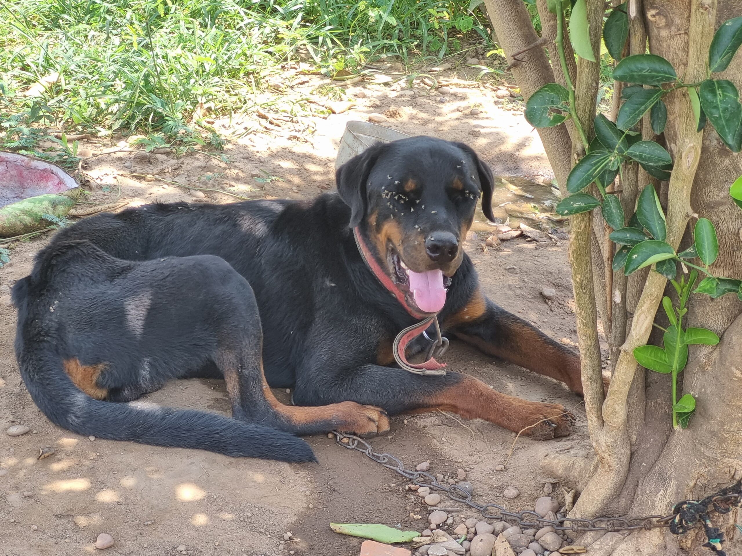 Cachorro é encontrado amarrado em árvore e rodeado por moscas e dono vai parar na delegacia por suspeita de maus-tratos