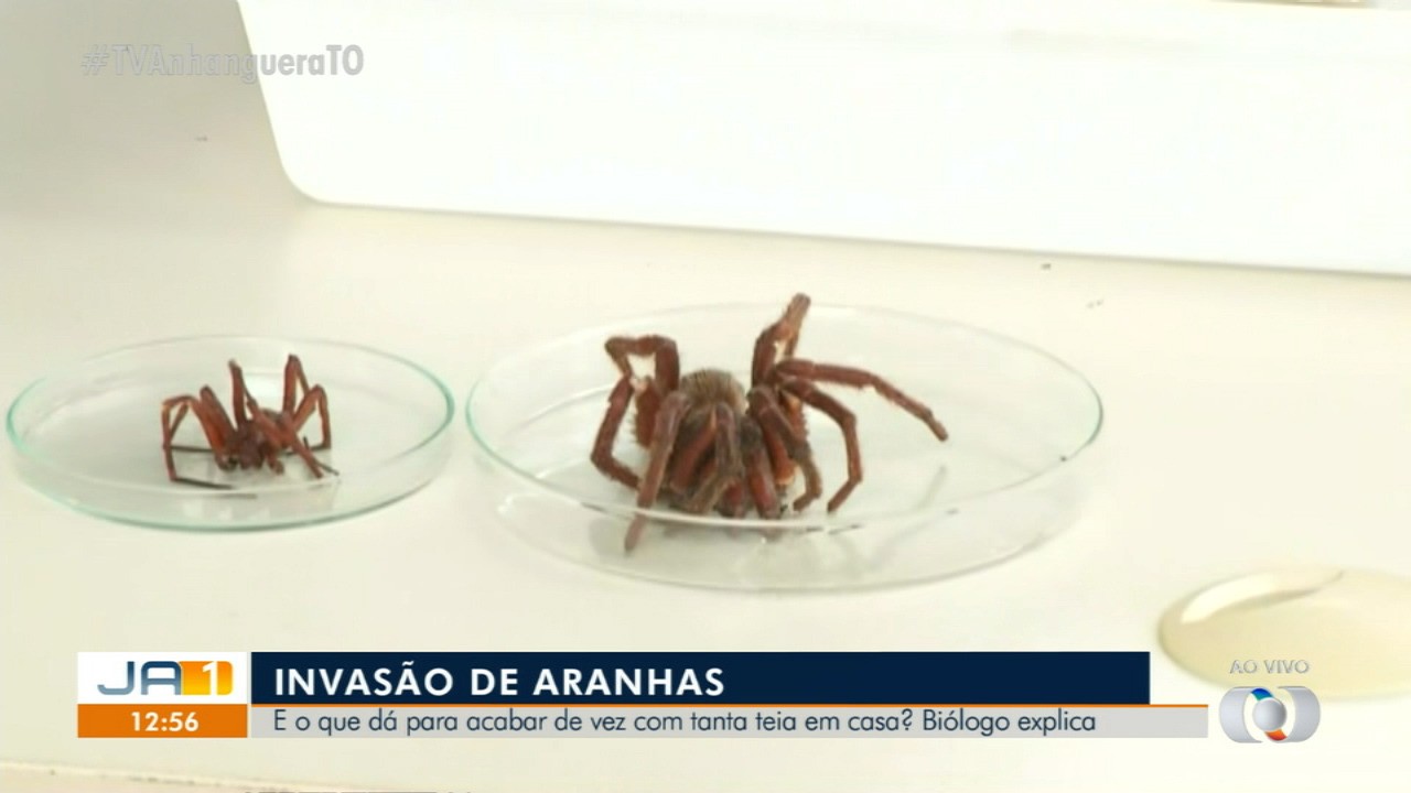 VÍDEOS: Jornal Anhanguera 1ª Edição-TO de segunda-feira, 6 de novembro de 2023