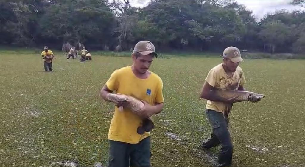 Vídeo mostra peixes sendo resgatados de lagoas que viraram lama na Ilha do Bananal