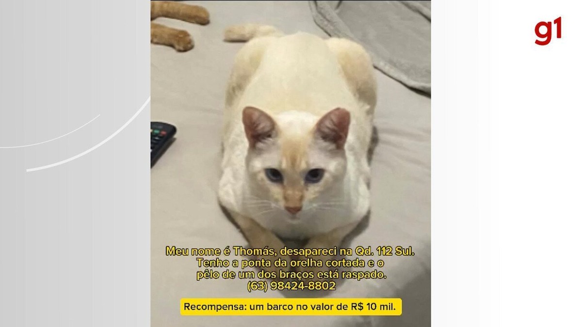 Gatinho foge de clínica e advogada oferece recompensa no valor de R$ 10 mil para quem encontrar