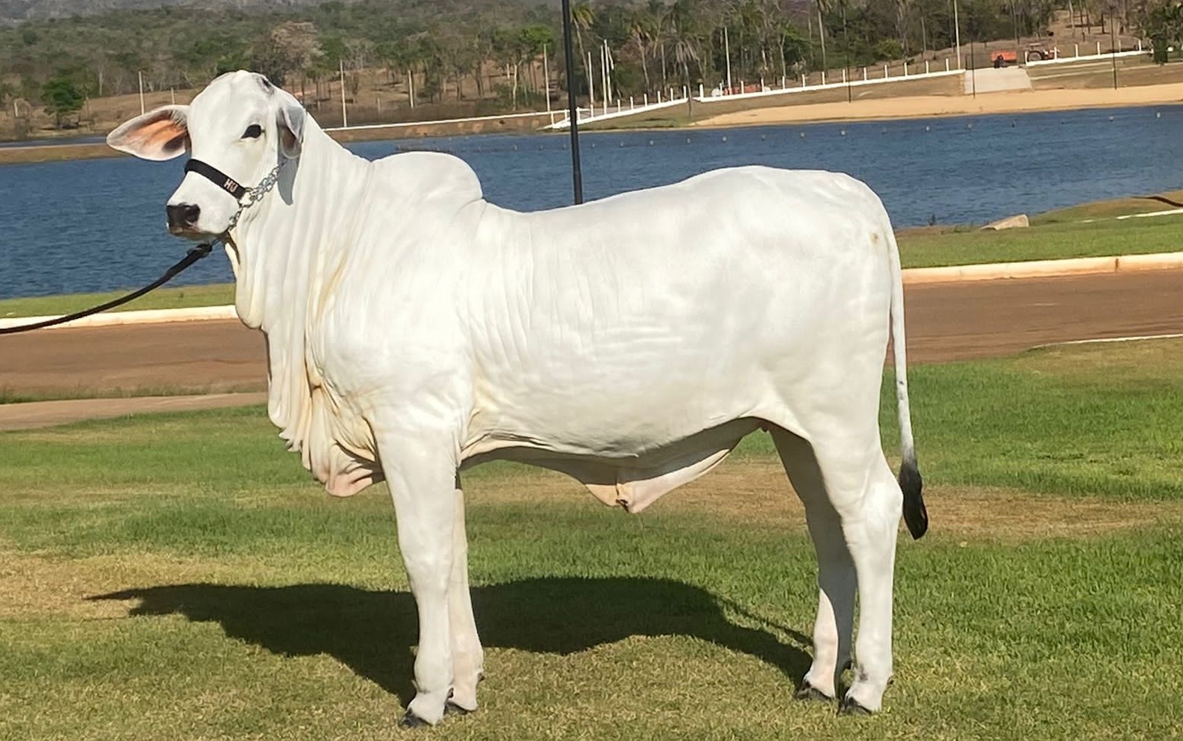 Conheça os animais premiados da dupla Henrique e Juliano que disputam concurso de elite em Goiás