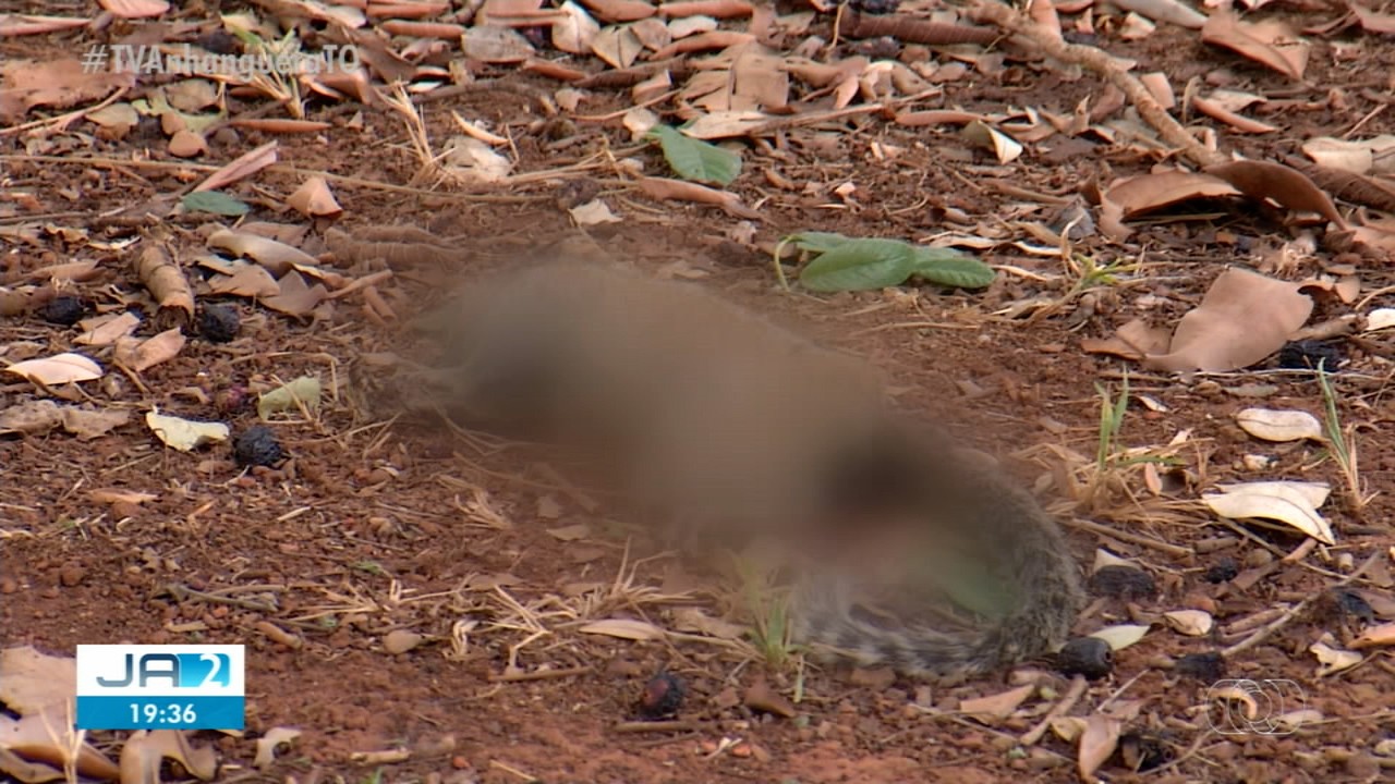 Envenenados ou doentes? Morte de macacos em praça de Palmas será investigada