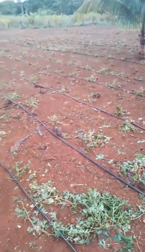 Chuva com granizo causa prejuízos em plantações de moradores na zona rural