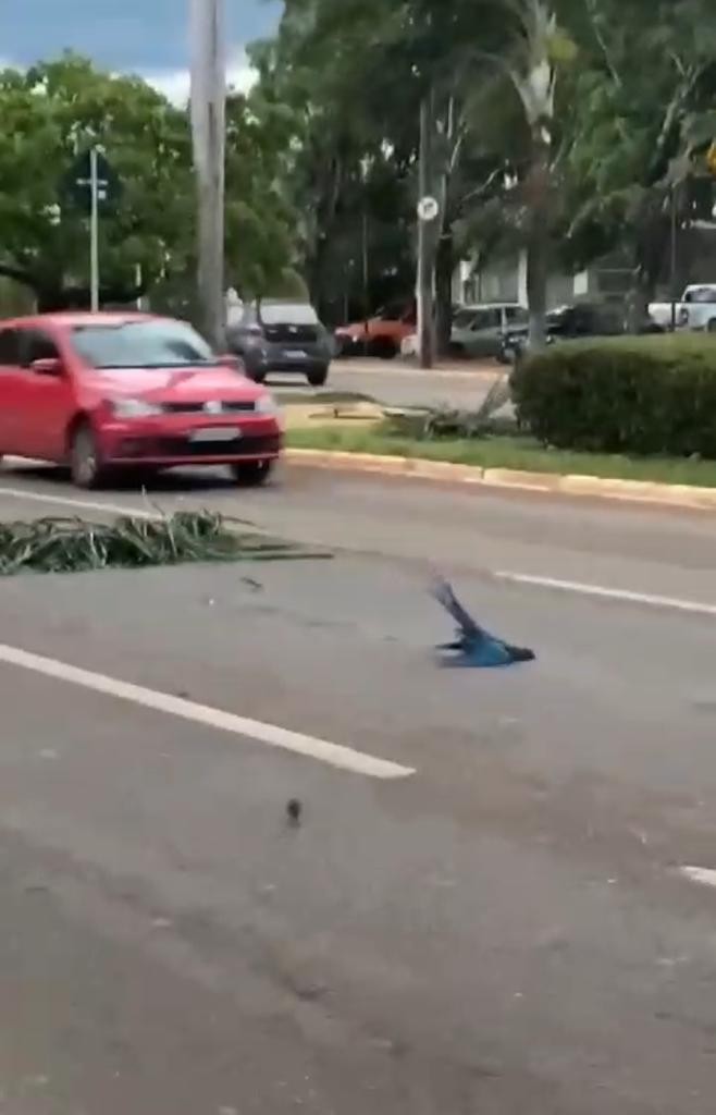 Araras são arremessadas em avenida durante temporal e atropeladas por carro; VÍDEO