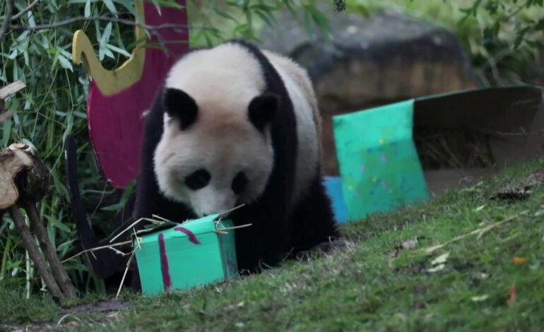 pandas-e-orangotangos-esbanjam-felicidade-ao-ganhar-presentes-(de-comer)-de-natal