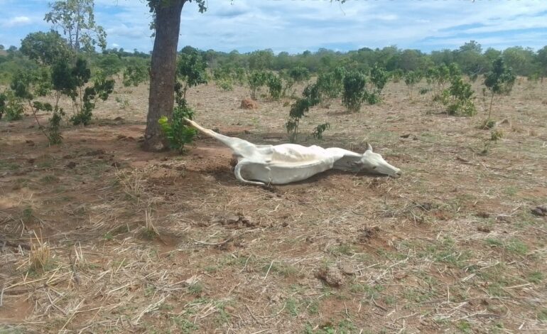 bois-morrem-de-fome-e-sede-por-causa-de-seca-em-fazendas-do-to:-‘e-pedir-para-deus-mandar-agua’