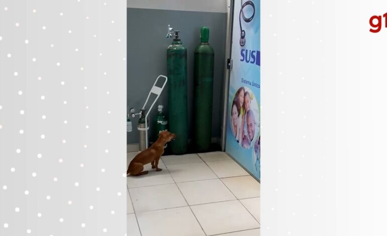 video:-cachorro-‘chora’-na-porta-de-consultorio-enquanto-dono-e-atendido-em-unidade-de-saude