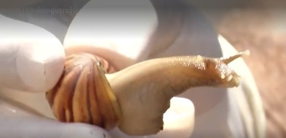 chuvas-e-caramujos:-biologo-explica-a-forma-correta-para-afastar-animais-do-quintal