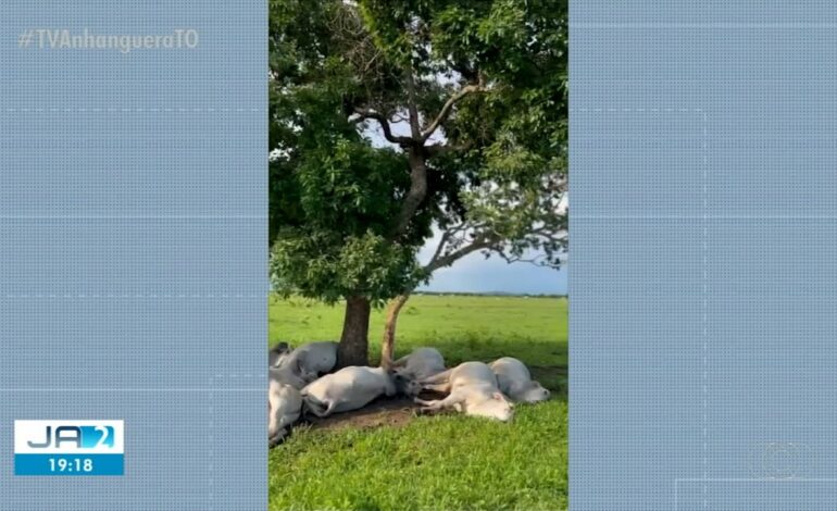 raio-mata-bois-que-se-abrigavam-da-chuva-embaixo-de-arvore-em-fazenda-no-tocantins