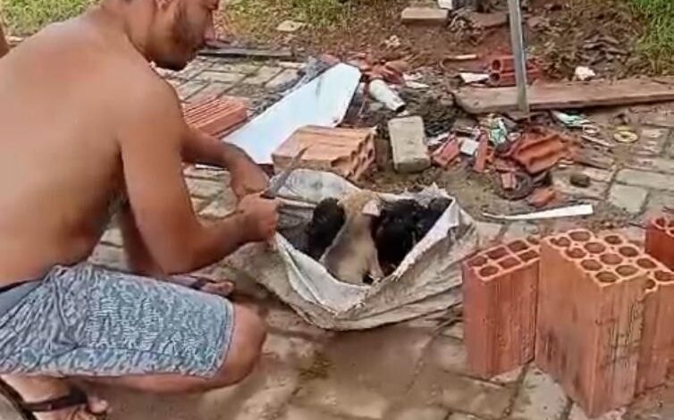 filhotes-de-cachorro-abandonados-dentro-de-saco-em-calcada-sao-resgatados;-video
