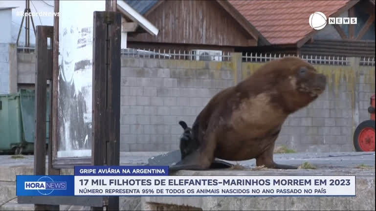 morrem-cerca-de-17-mil-filhotes-de-elefantes-marinhos-devido-a-gripe-aviaria-na-argentina