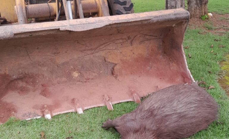 capivara-e-encontrada-morta-com-marcas-de-tiros-em-parque