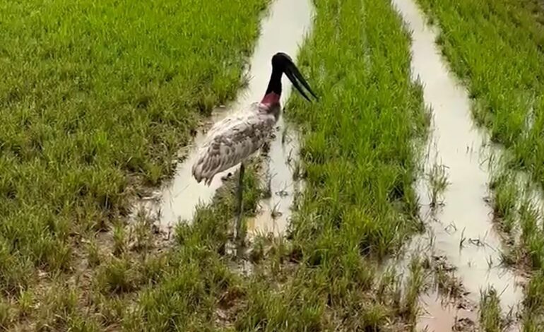 tuiuiu-resgatado-apos-‘passear’-por-cidade-e-solto-proximo-a-ilha-do-bananal