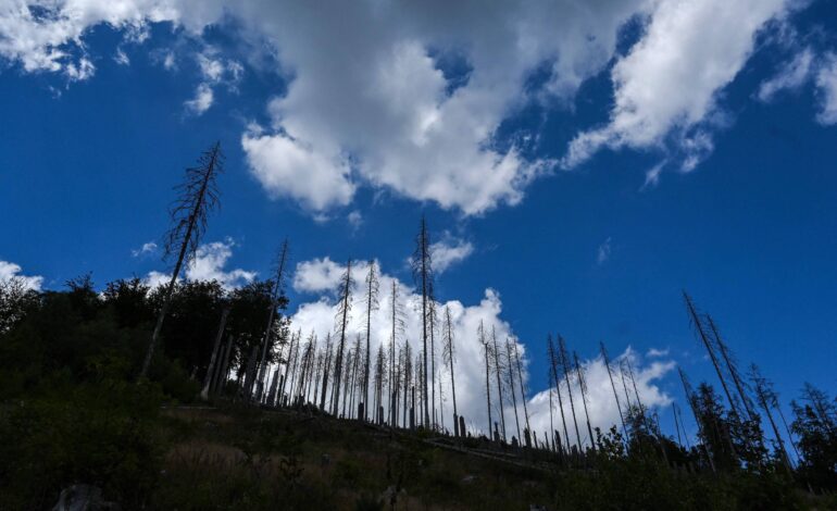 parlamento-europeu-aprova-lei-para-restauro-ambiental-de-20%-do-territorio-ate-2030