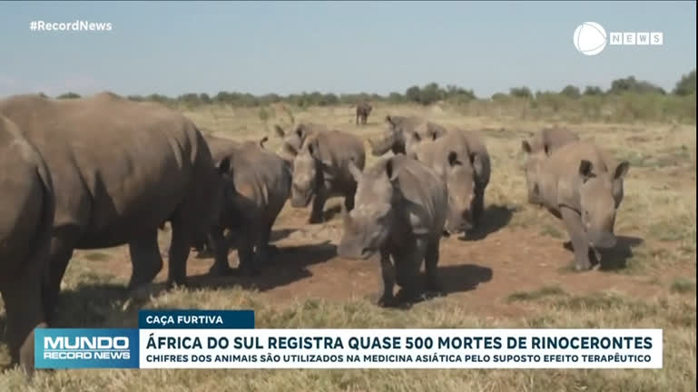 cerca-de-500-rinocerontes-morreram-na-africa-do-sul-em-2023;-entenda