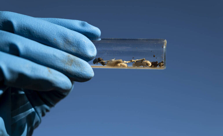 fentanil:-estados-unidos-tentam-combater-epidemia-de-overdoses-com-diplomacia-e-ciencia