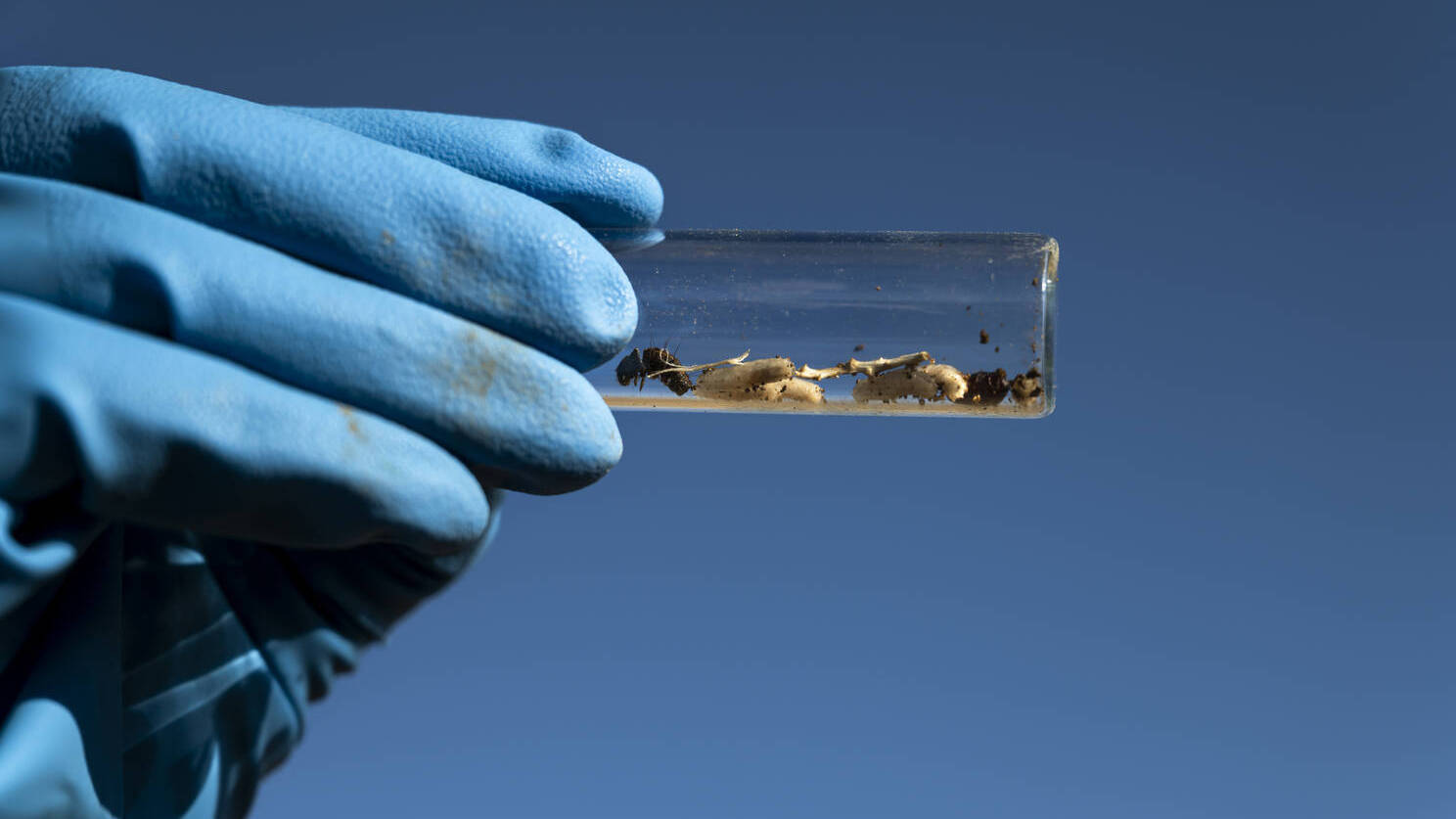 Fentanil: Estados Unidos tentam combater epidemia de overdoses com diplomacia e ciência