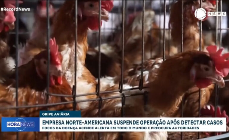 Maior produtora de ovos dos EUA suspende operação após detectar gripe aviária em galinhas