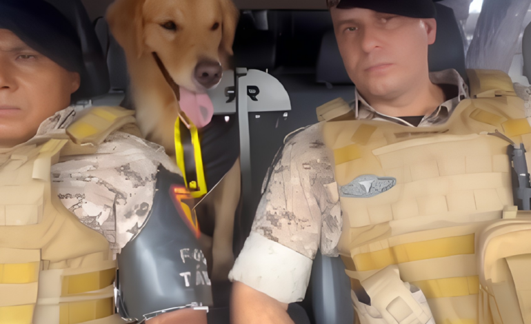 cao-policial-se-aposenta-apos-problemas-cardiacos-e-recebe-homenagem-de-pms;-video