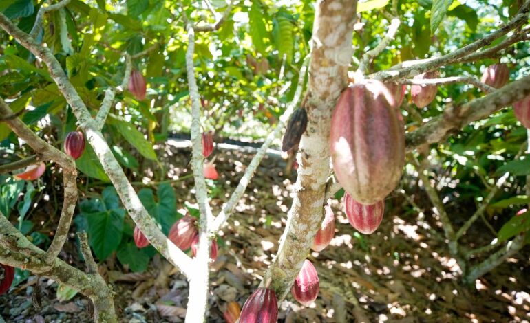 produtoras-de-cafe-e-cacau-contam-como-lidam-com-mudancas-climaticas