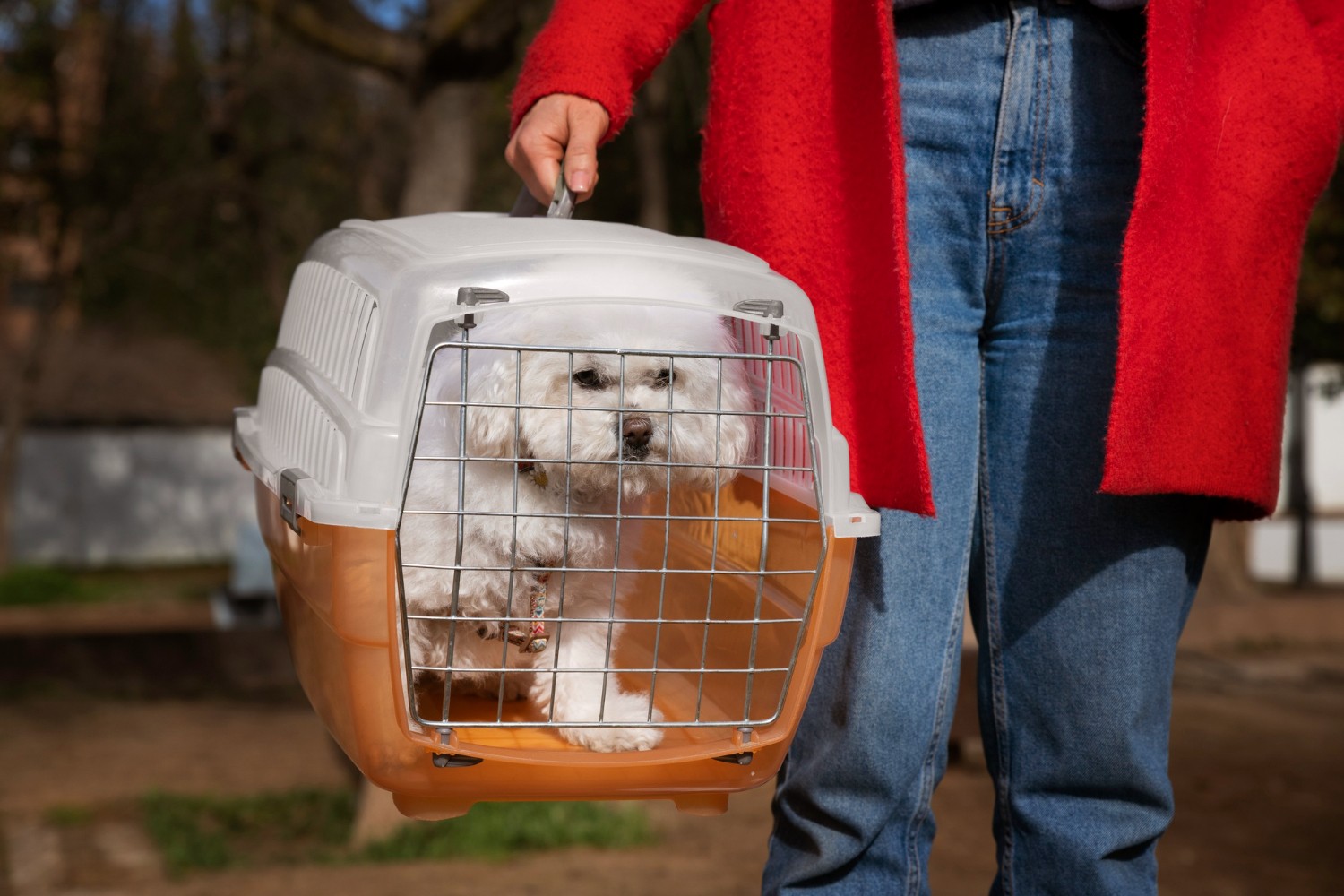 Transporte de animais em voos: Anac deixa regras a cargo de cada empresa