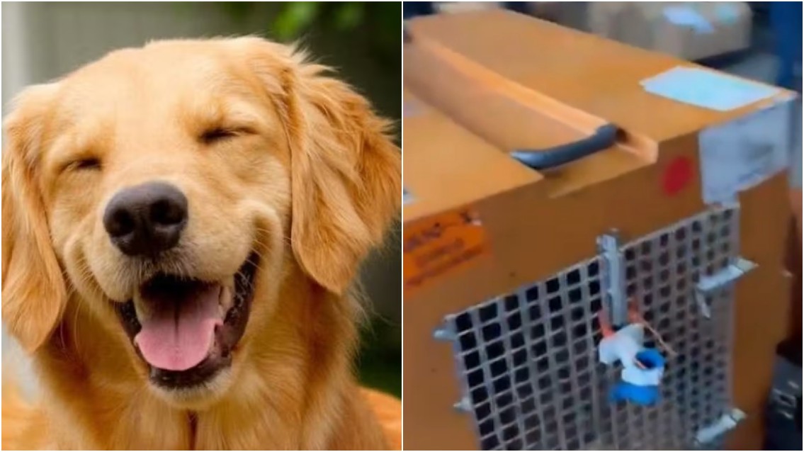 Voar com o pet é seguro? Entenda em que casos viajar de avião pode prejudicar a saúde do animal