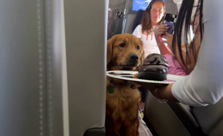 VÍDEO: o avião onde cães só viajam no banco e serviço de bordo tem até sapato para morder