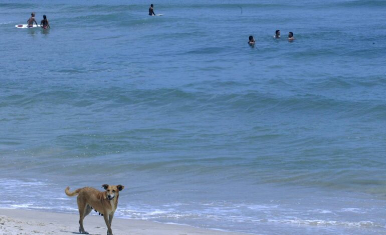 video:-‘cachorros-surfistas’-incentivam-adocao-na-espanha