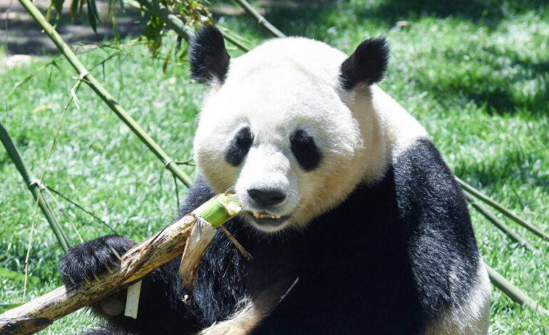 china-oferece-casal-de-pandas-nos-50-anos-das-relacoes-com-brasil