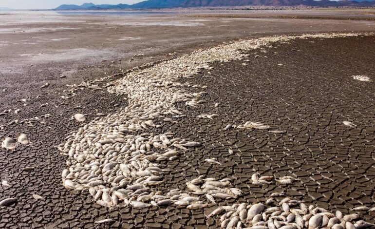 em-meio-a-seca-severa,-milhares-de-peixes-mortos-se-acumulam-em-lagoa-no-mexico