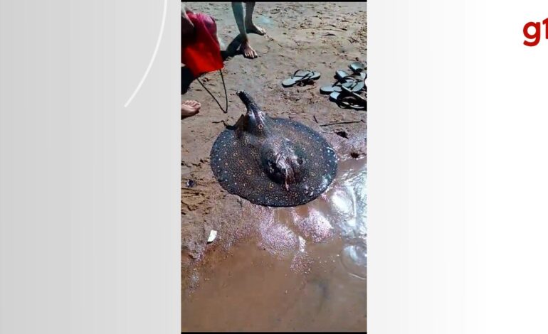 arraia-e-encontrada-morta-sem-ferrao-em-praia-do-tocantins;-video