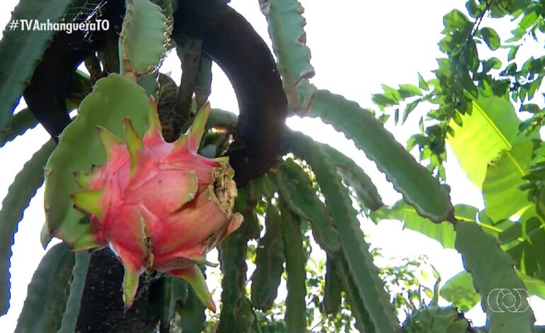 videos:-jornal-do-campo-–-to-de-domingo,-21-de-julho-de-2024