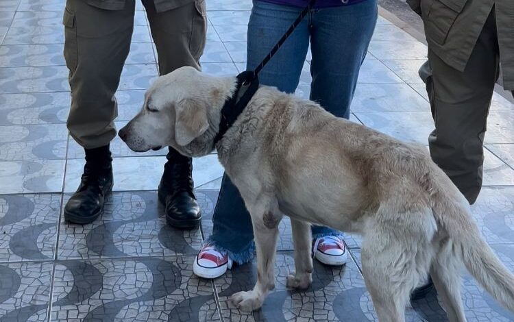 cachorro-com-fome-e-sinais-de-maus-tratos-e-resgatado-apos-ser-abandonado-dentro-de-casa