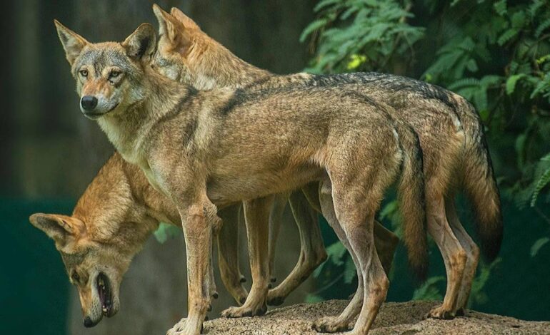 os-lobos-assassinos-de-criancas-que-espalham-terror-na-india