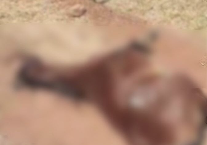 motociclista-morre-apos-bater-em-cavalo-que-invadiu-avenida