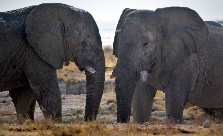namibia-planeja-matar-elefantes-para-tirar-populacao-da-fome
