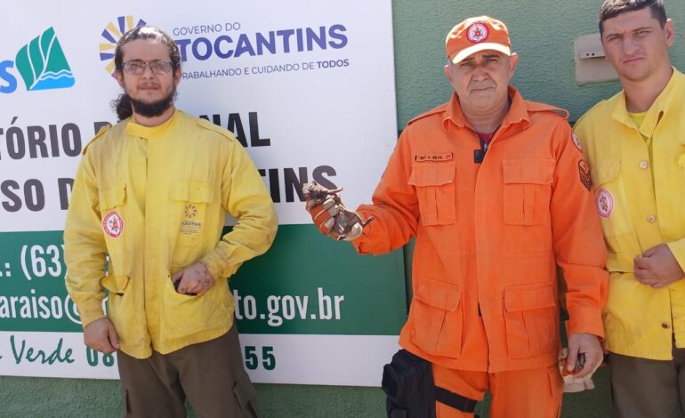 animal-silvestre-regatado-de-incendio-fica-cego-apos-sofrer-queimadura-nos-olhos