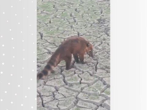 video-mostra-quati-fugindo-do-fogo-e-procurando-agua-em-lago-que-secou-dentro-da-ilha-do-bananal