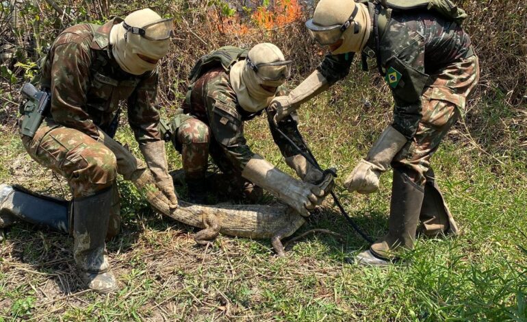 jacare-e-resgatado-apos-ficar-cercado-por-chamas-na-ilha-do-bananal;-veja-video