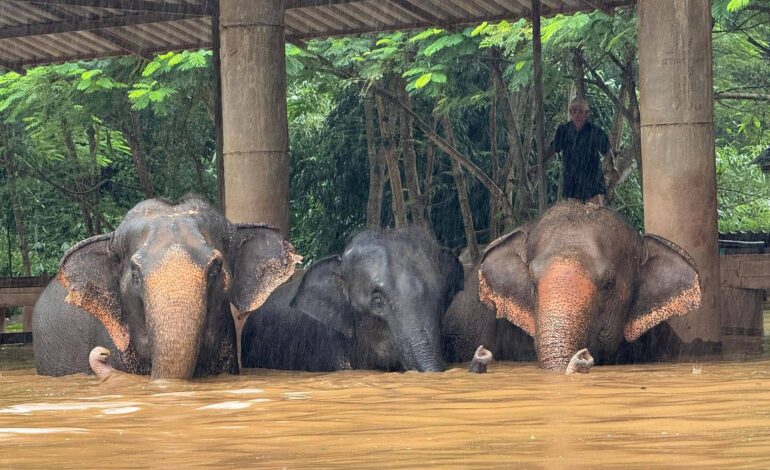 tailandia-faz-operacao-para-resgatar-elefantes-presos-em-enchentes;-veja-video