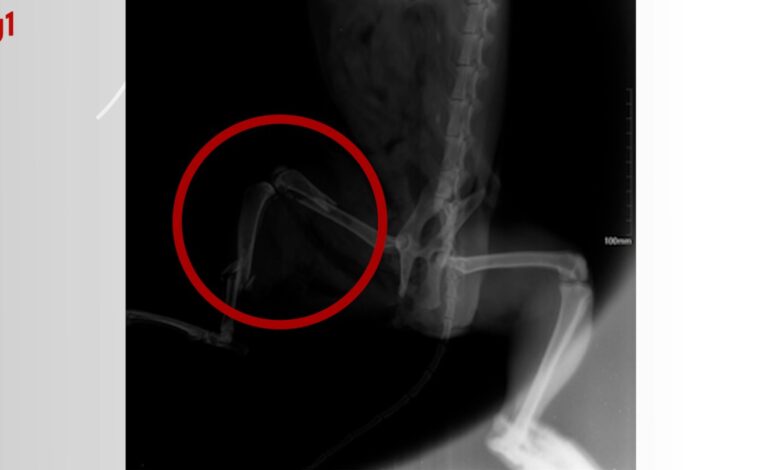 gato-que-levou-tiro-na-perna-morre-apos-passar-por-duas-cirurgias:-‘nao-aguentou’