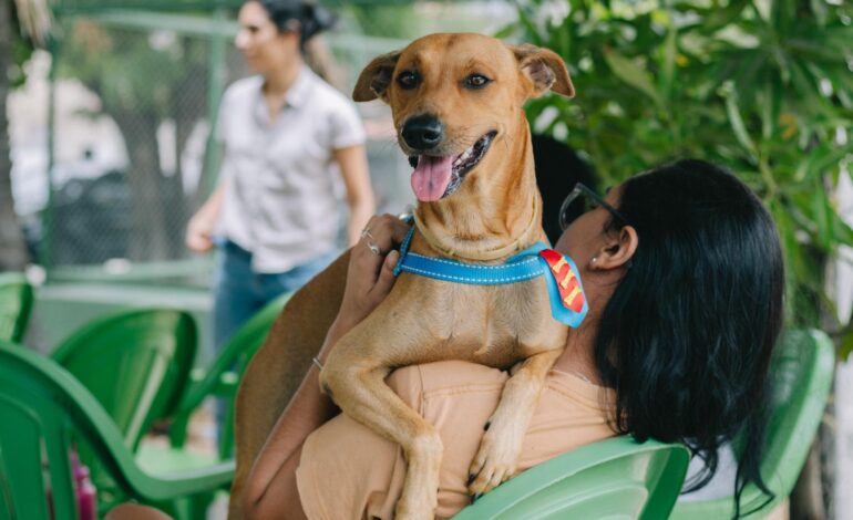 prefeitura-aumenta-numero-de-vagas-para-castracao-de-caes-e-gatos;-veja-como-agendar