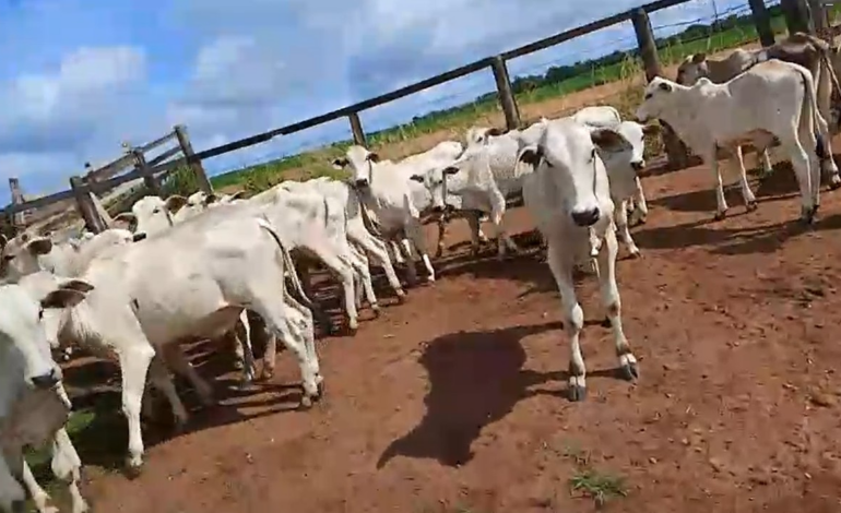 criminosos-invadem-fazenda,-rendem-vaqueiro-e-roubam-57-bezerros;-prejuizo-e-de-r$-140-mil