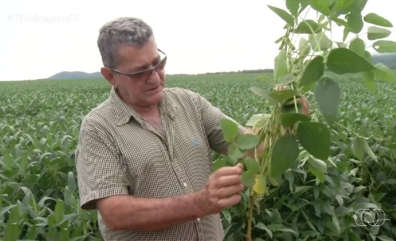 videos:-jornal-do-campo-–-to-de-domingo,-26-de-janeiro-de-2025