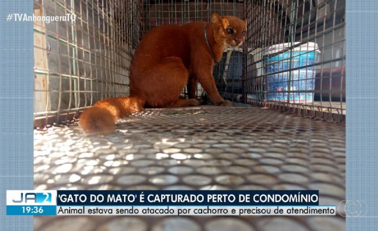 videos:-jornal-anhanguera-2a-edicao-to-de-sexta-feira,-28-de-marco-de-2025