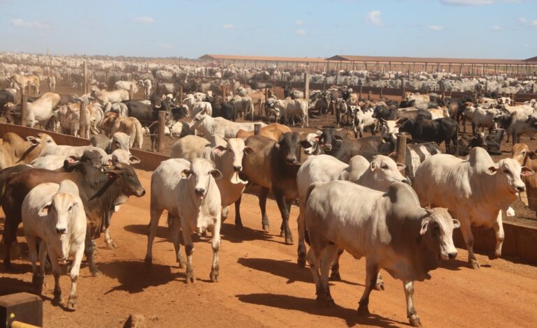 tocantins-bate-recorde-na-producao-de-gado-e-tem-quase-nove-vezes-mais-bovinos-que-habitantes