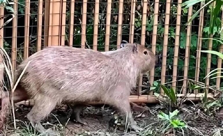 china-recupera-capivara-fugida-de-zoo-ha-2-meses,-e-caso-viraliza-nas-redes;-veja-video