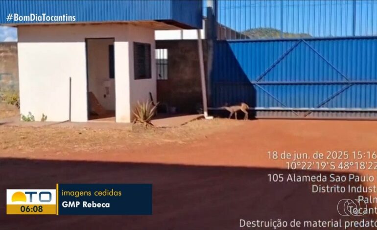 videos:-bom-dia-tocantins-de-quinta-feira,-19-de-junho-de-2025