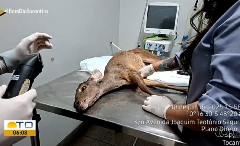 filhote-de-veado-e-resgatado-apos-ser-encontrado-com-ferimentos-nas-patas-e-boca